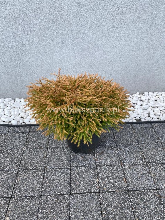 Żywotnik zachodni 'Golden Tuffet'