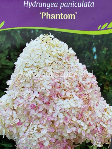 Hortensja bukietowa "PHANTOM" -Hydrangea paniculata C5l