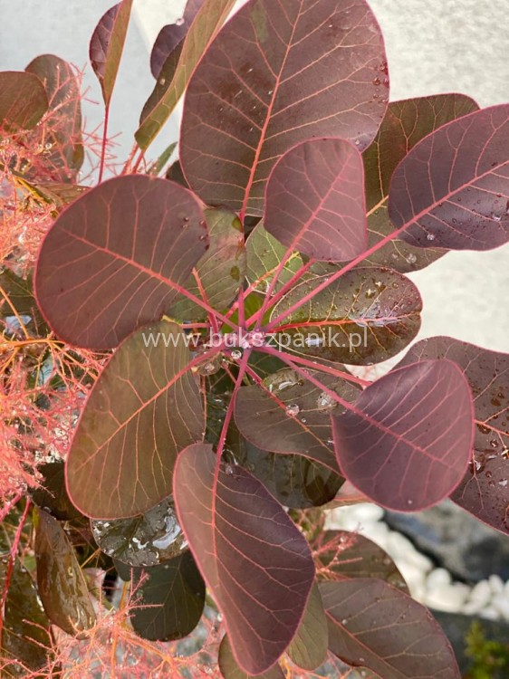 Perukowiec podolski " Royal Purple" - Cotinus na pniu Pa 100-110cm