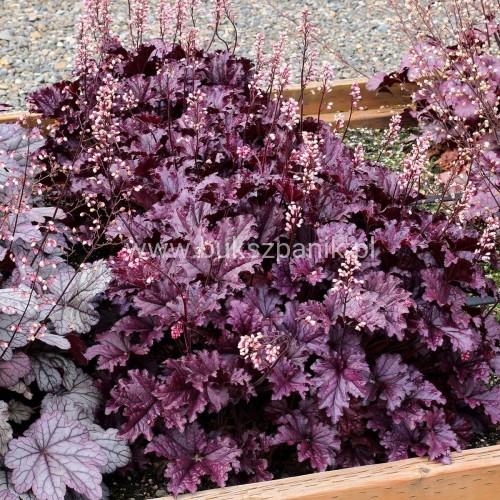 pol_pl_Zurawka-ogrodowa-Forever-Purple-P9-161741_2.jpg