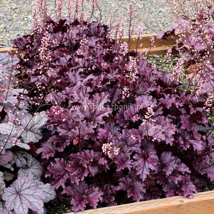 pol_pl_Zurawka-ogrodowa-Forever-Purple-P9-161741_2.jpg