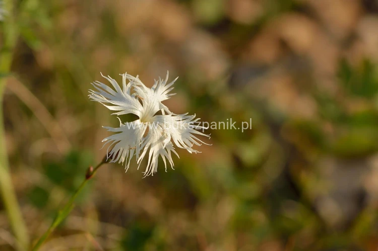 1280px-Dianthus_arenarius_arenarius_-_nõmmnelk_Pakri1.jpg