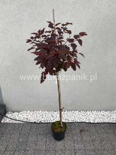 Pęcherznica kalinolistna Diabolo na pniu PA 110cm