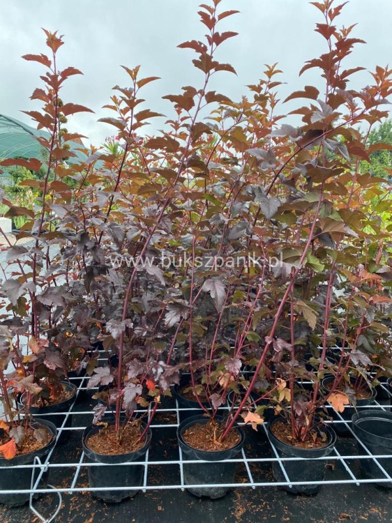 Pęcherznica kalinolistna 'Diabolo'-Physocarpus opulifolius