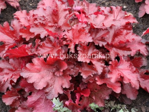 heuchera red.JPG