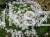 gozdzik-piaskowy-dianthus-arenarius.jpg