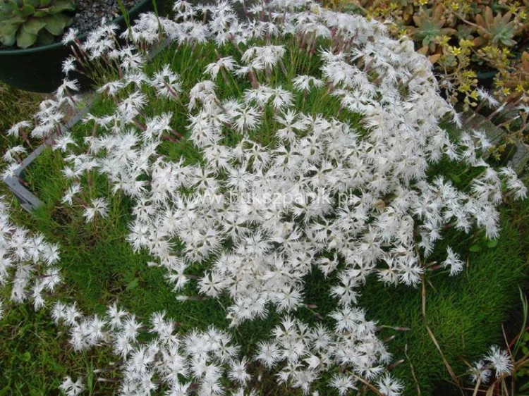 gozdzik-piaskowy-dianthus-arenarius.jpg