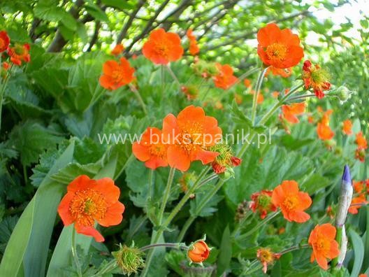 Kuklik szkarłatny Geum coccineum