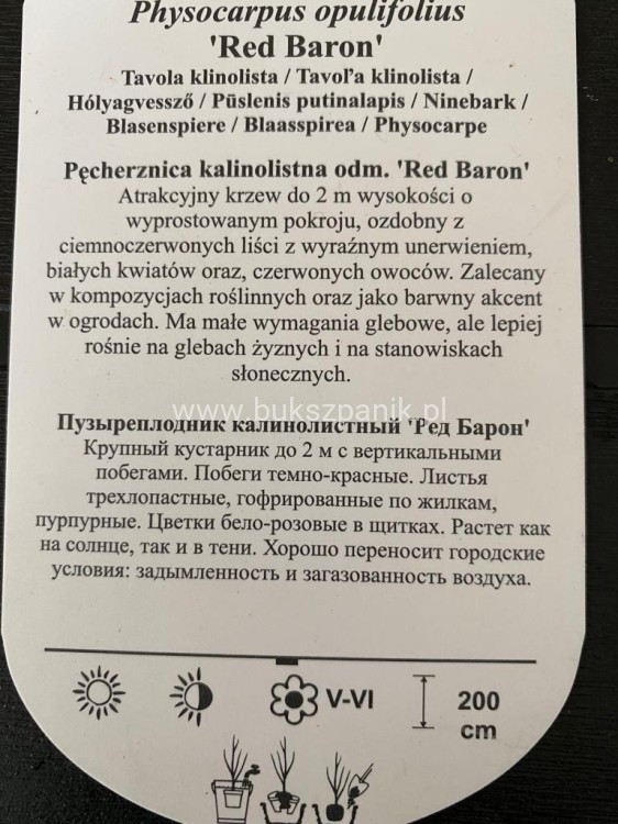 Pęcherznica kalinolistna Red Baron Physocarpus opulifolius C2l (